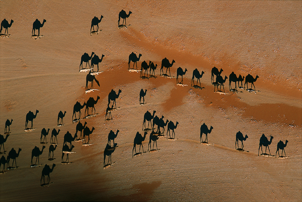 Figure 1: Camels on the Way to Grazing Grounds &ndash; Photo by George Steinmetz